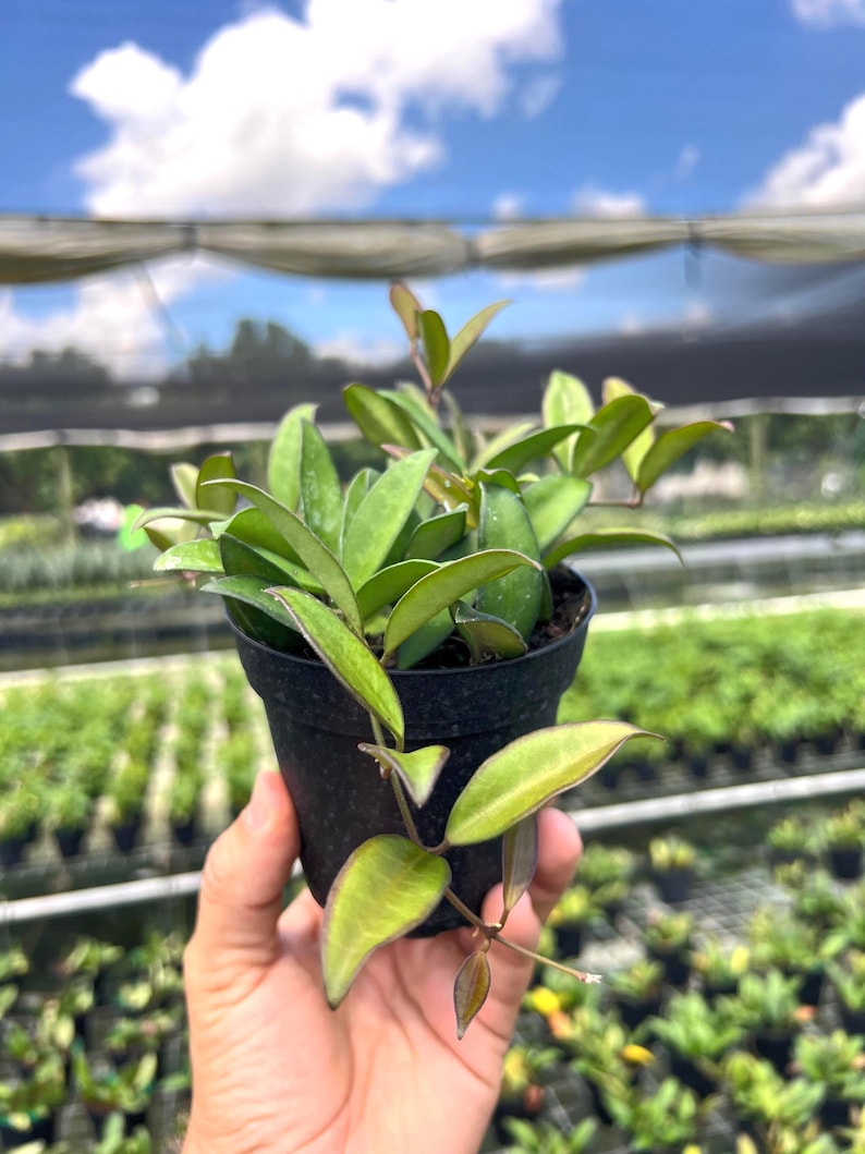 May include: A set of three ceramic mugs with a speckled, matte finish. The mugs are in shades of cream, light gray, and dark gray. Each mug has a simple, minimalist design, perfect for coffee or tea.