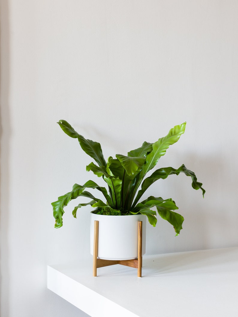 TheOddFrond Bird's Nest Fern - Thumbnail 5
