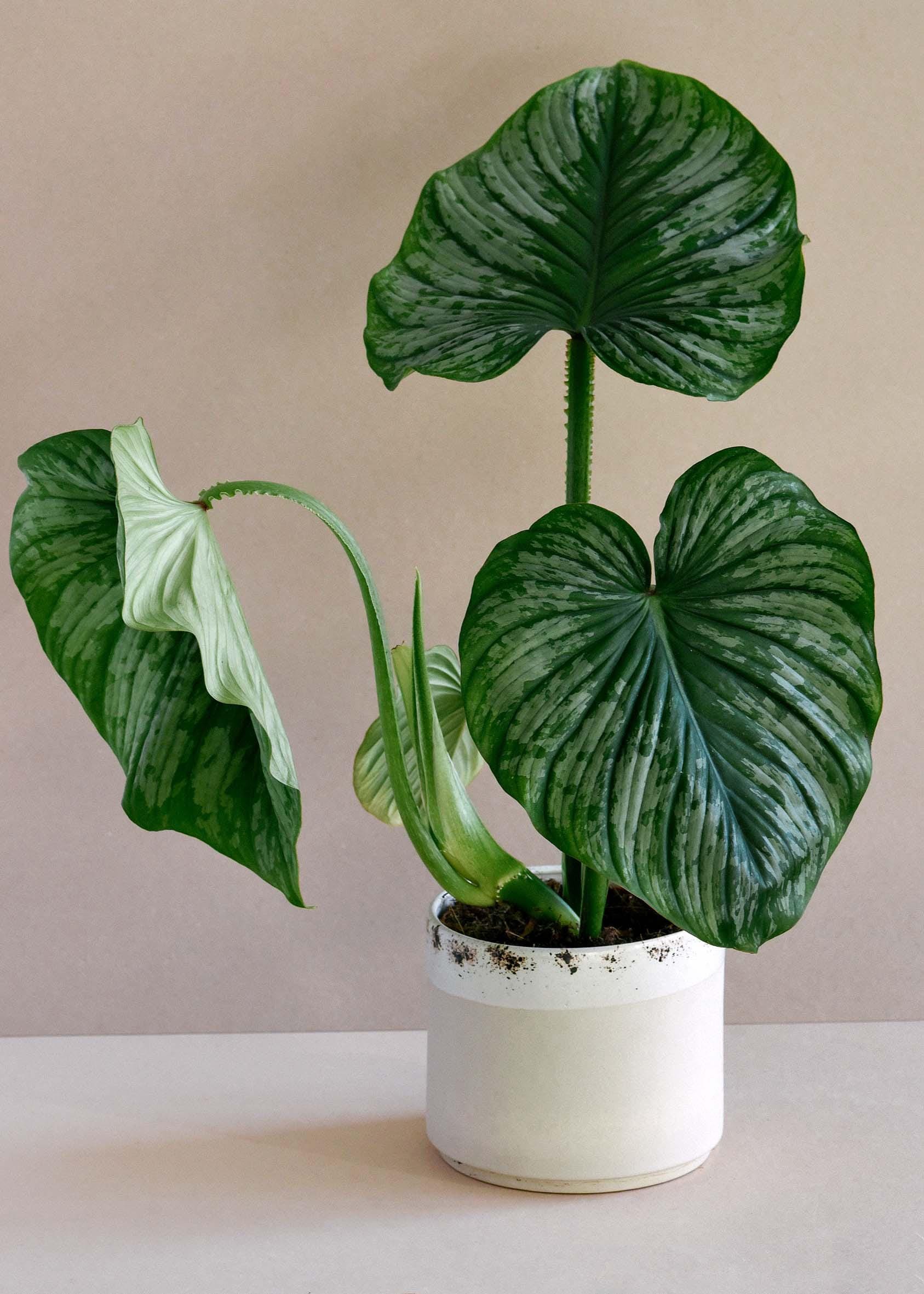 Philodendron Mamei Silver Cloud | Indoor & Outdoor Live Tropical House  Plant | Home and Office Decor | Easy Care Plant in 4" and 6" Pot - Etsy