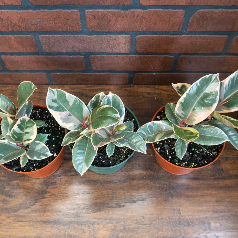 TheOddFrond Tineke Rubber Tree Plant