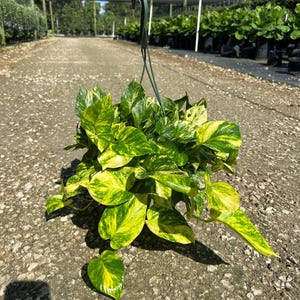 Hawaiian Pothos in 4", 6”, 8" HB | Live Devils Ivy Vine | Well Rooted | Easy Indoor Plant | House Plant | Air Purifying Plant image 13