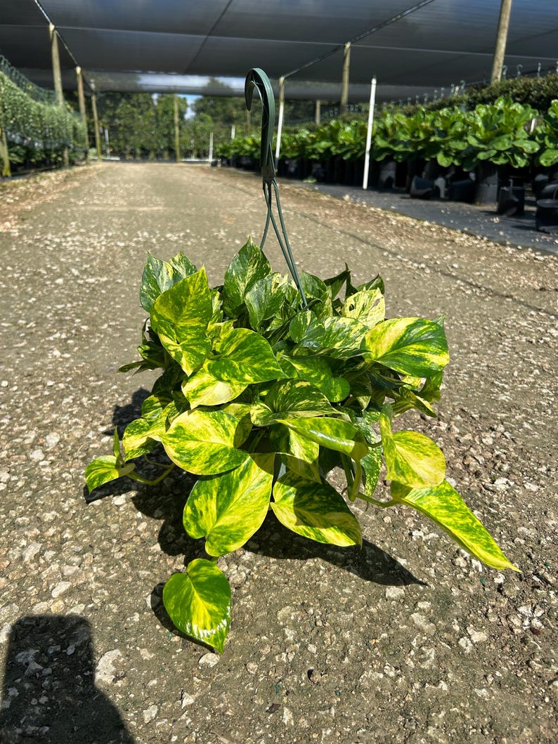 Hawaiian Pothos in 4", 6”, 8" HB | Live Devils Ivy Vine | Well Rooted | Easy Indoor Plant | House Plant | Air Purifying Plant image 13