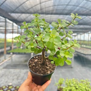 K&ouml;nnte beinhalten: Eine kleine Topf-Jade-Pflanze mit leuchtend gr&uuml;nen, abgerundeten Bl&auml;ttern und r&ouml;tlichen Stielen. Die Pflanze befindet sich in einem schwarzen Plastiktopf, der von einer Hand gehalten wird, mit einem Gew&auml;chshaus-Hintergrund. Die Pflanze ist eine Sukkulente.