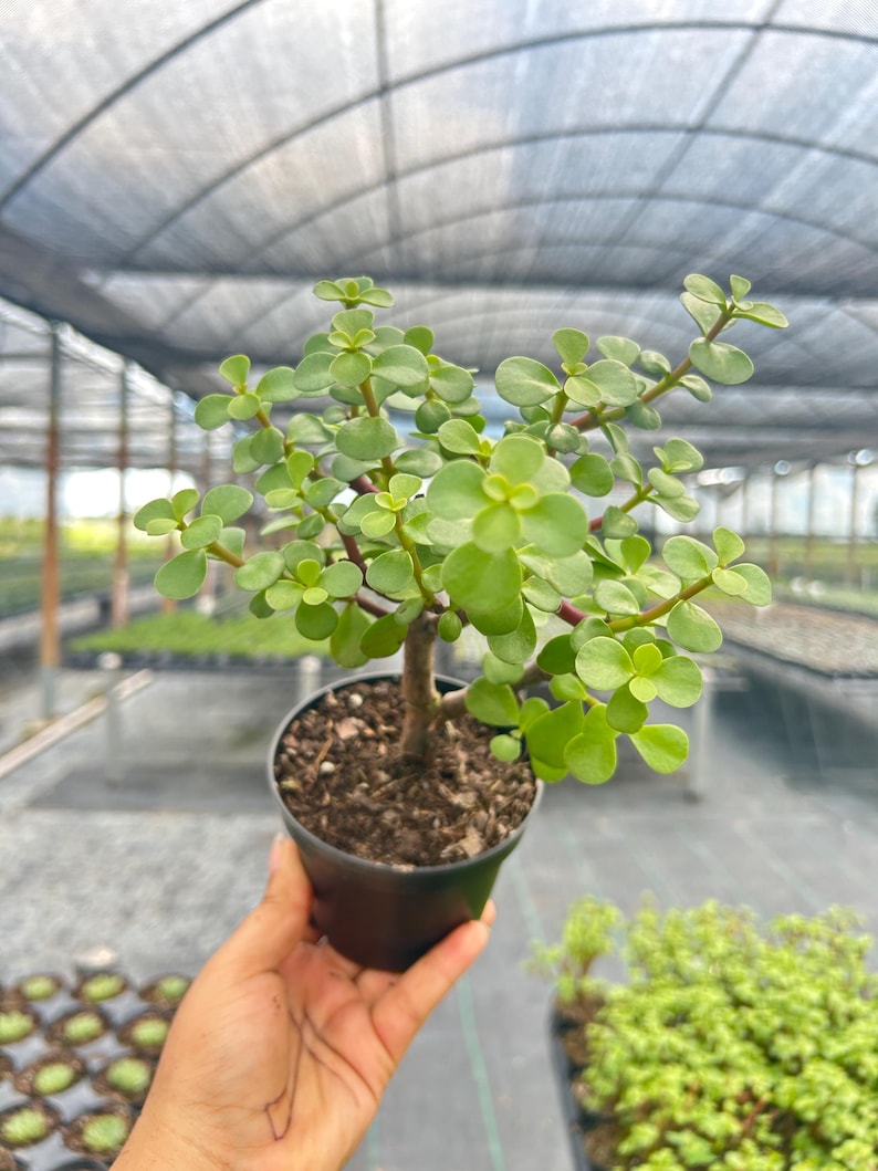 K&ouml;nnte beinhalten: Eine kleine Topf-Jade-Pflanze mit leuchtend gr&uuml;nen, abgerundeten Bl&auml;ttern und r&ouml;tlichen Stielen. Die Pflanze befindet sich in einem schwarzen Plastiktopf, der von einer Hand gehalten wird, mit einem Gew&auml;chshaus-Hintergrund. Die Pflanze ist eine Sukkulente.