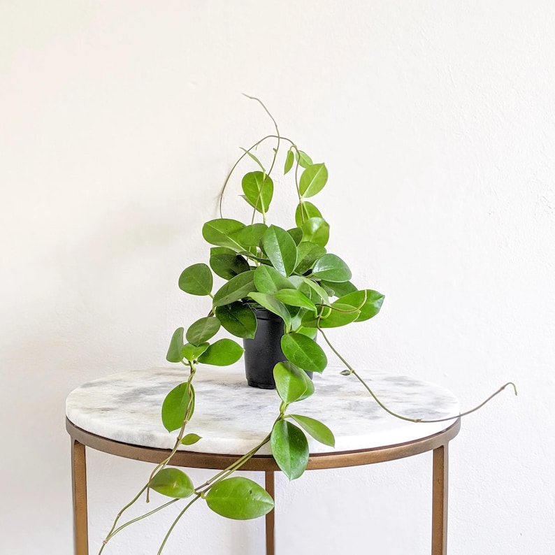 TheOddFrond Hoya Australis - Thumbnail 3