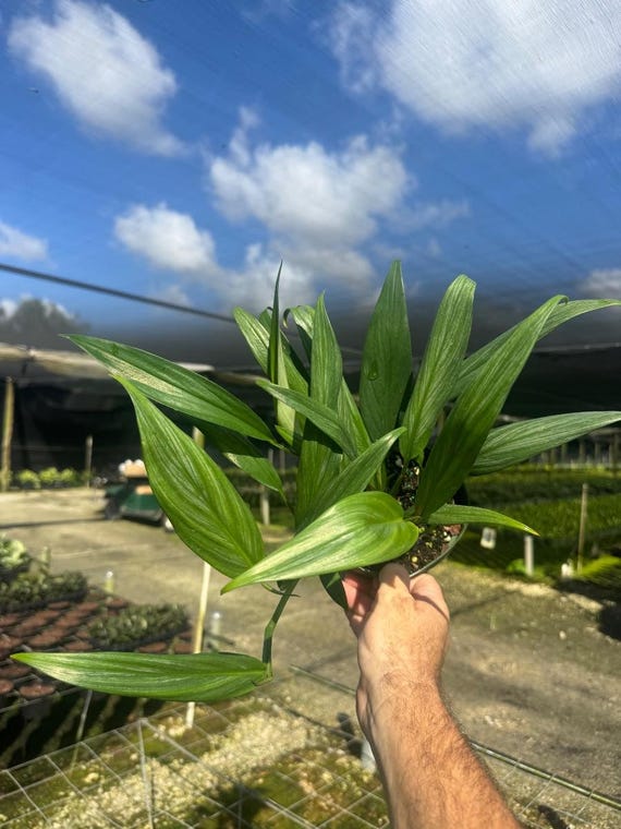 Silver Stripe Pothos | Live Indoor and Outdoor Tropical House Plant | Home  and Office Decor |devils Ivy Vine | Air Purifying Plant in 6 Pot - Etsy  Israel