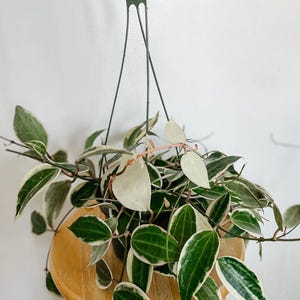 May include: A variegated houseplant with green and white leaves hangs from a green metal hanger. The plant is in a brown pot and is sitting on a wooden stool.