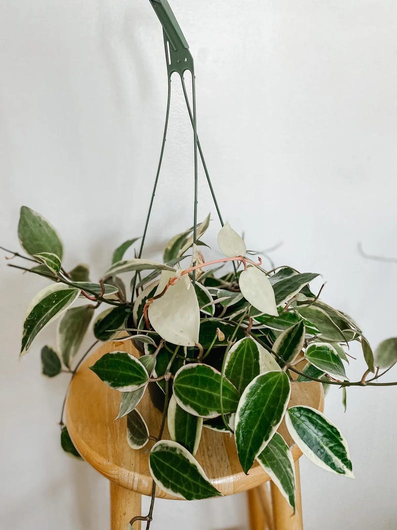 May include: A variegated houseplant with green and white leaves hangs from a green metal hanger. The plant is in a brown pot and is sitting on a wooden stool.