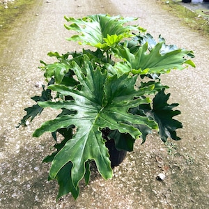 Lickety Split Philodendron Large Tropical Split Leaf Plant | Indoor & Outdoor Live Houseplant | Home Office| Easy Care in 6&quot; and 10&quot; Pot
