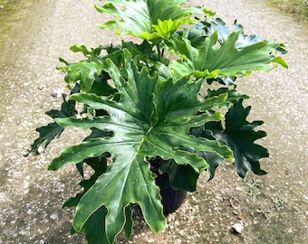 May include: A lush, green Philodendron plant with large, deeply lobed leaves. The plant is in a black pot, set against a gravel path background. The leaves have a vibrant green color and a unique, textured appearance, showcasing the plant's natural beauty.