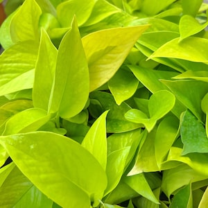 May include: Close-up of vibrant green pothos plant leaves. The leaves are a bright, chartreuse color, with a smooth texture and pointed tips. The image showcases the lush, healthy foliage of the plant, ideal for indoor decor.