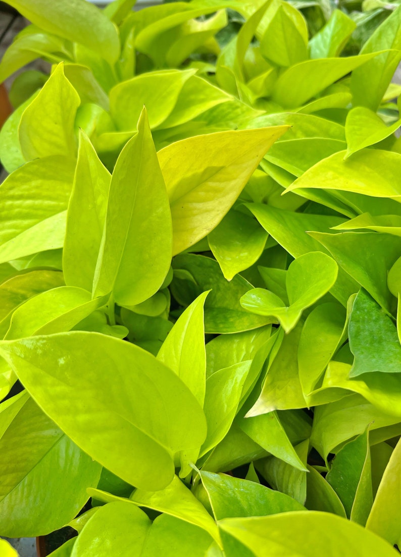 May include: Close-up of vibrant green pothos plant leaves. The leaves are a bright, chartreuse color, with a smooth texture and pointed tips. The image showcases the lush, healthy foliage of the plant, ideal for indoor decor.