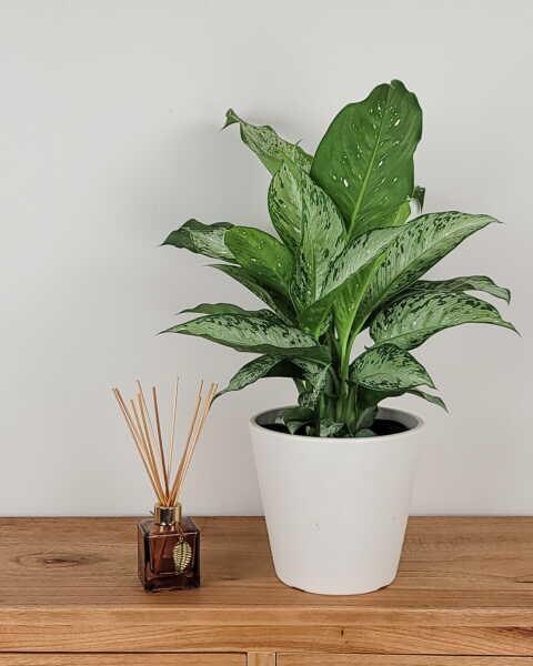 dracaena rikki Buy Dracaena Rikki Corn Plant Online UAE  Plantes.ae