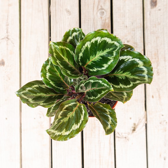 calathea golden mosaic Golden mosaic – Billiwild main image 1