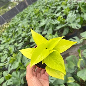 May include: A vibrant, neon-yellow pothos plant in a small brown pot. The plant's leaves are a bright, eye-catching color, contrasting with the dark soil. The plant is held in a hand, with a background of other plants in a greenhouse setting.