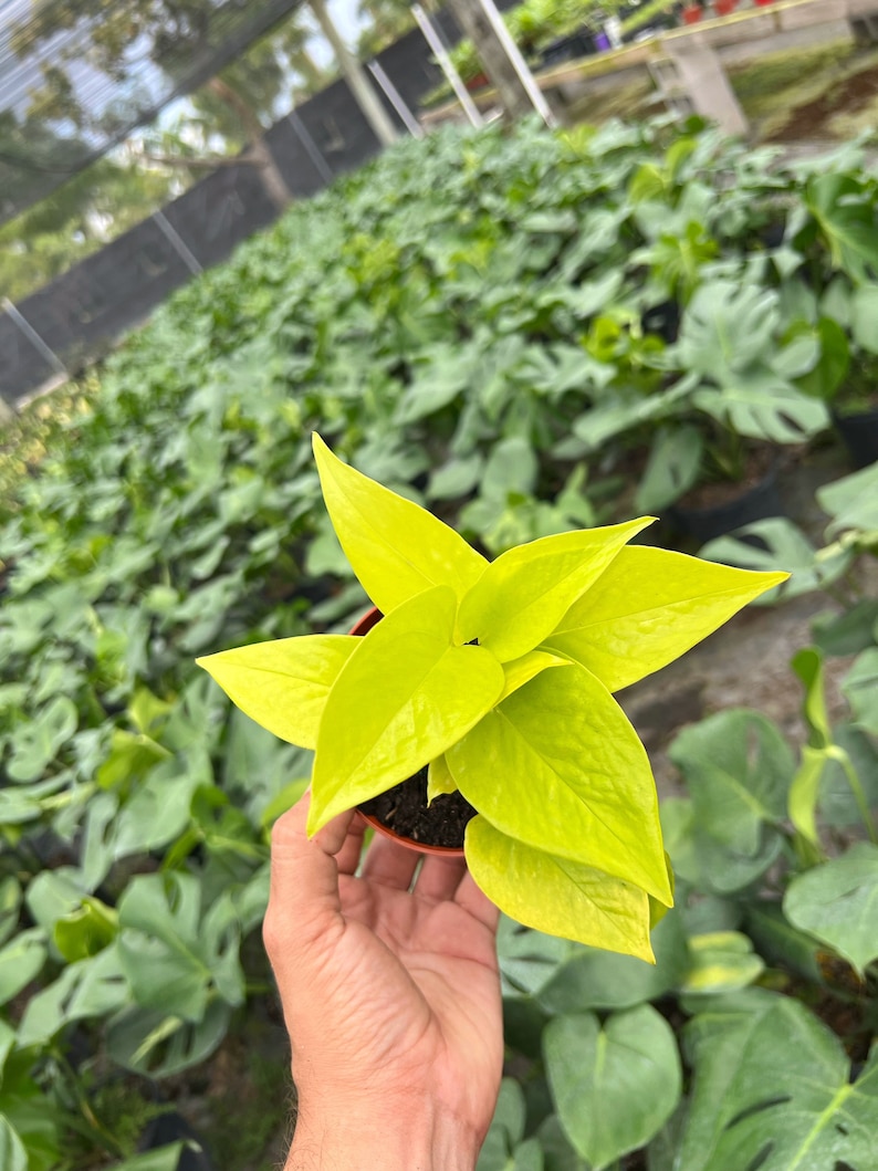 May include: A vibrant, neon-yellow pothos plant in a small brown pot. The plant's leaves are a bright, eye-catching color, contrasting with the dark soil. The plant is held in a hand, with a background of other plants in a greenhouse setting.