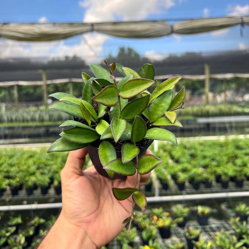 Hoya Rosita | Live Indoor & Outdoor Tropical House Wax plant | Vining, Climbing and Trellis | Home and Office | Easy Care in 4" Pot image 1