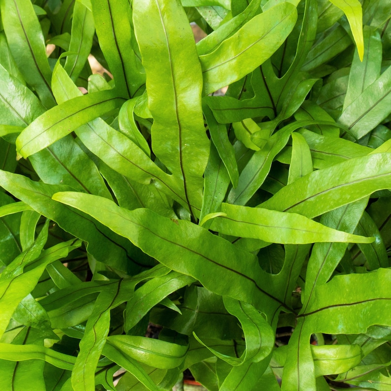 TheOddFrond Kangaroo Paw Fern