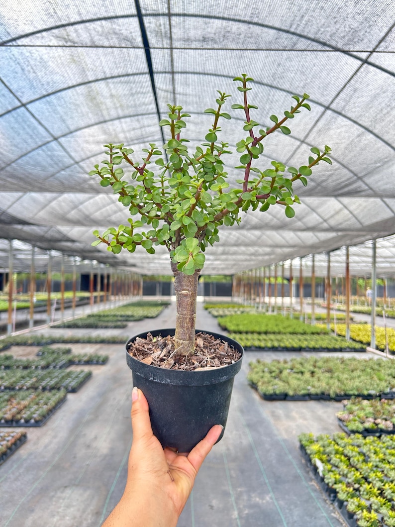 TheOddFrond Jade Portulacaria