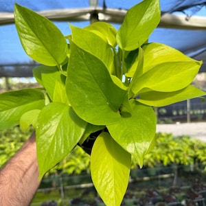 May include: A vibrant, neon green pothos plant with large, heart-shaped leaves. The plant is in a black pot, and the leaves are a bright, eye-catching color. The background shows a greenhouse setting with other plants.