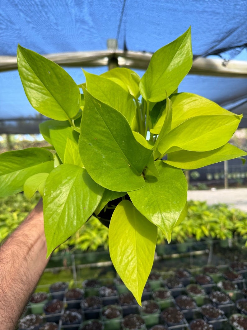 May include: A vibrant, neon green pothos plant with large, heart-shaped leaves. The plant is in a black pot, and the leaves are a bright, eye-catching color. The background shows a greenhouse setting with other plants.