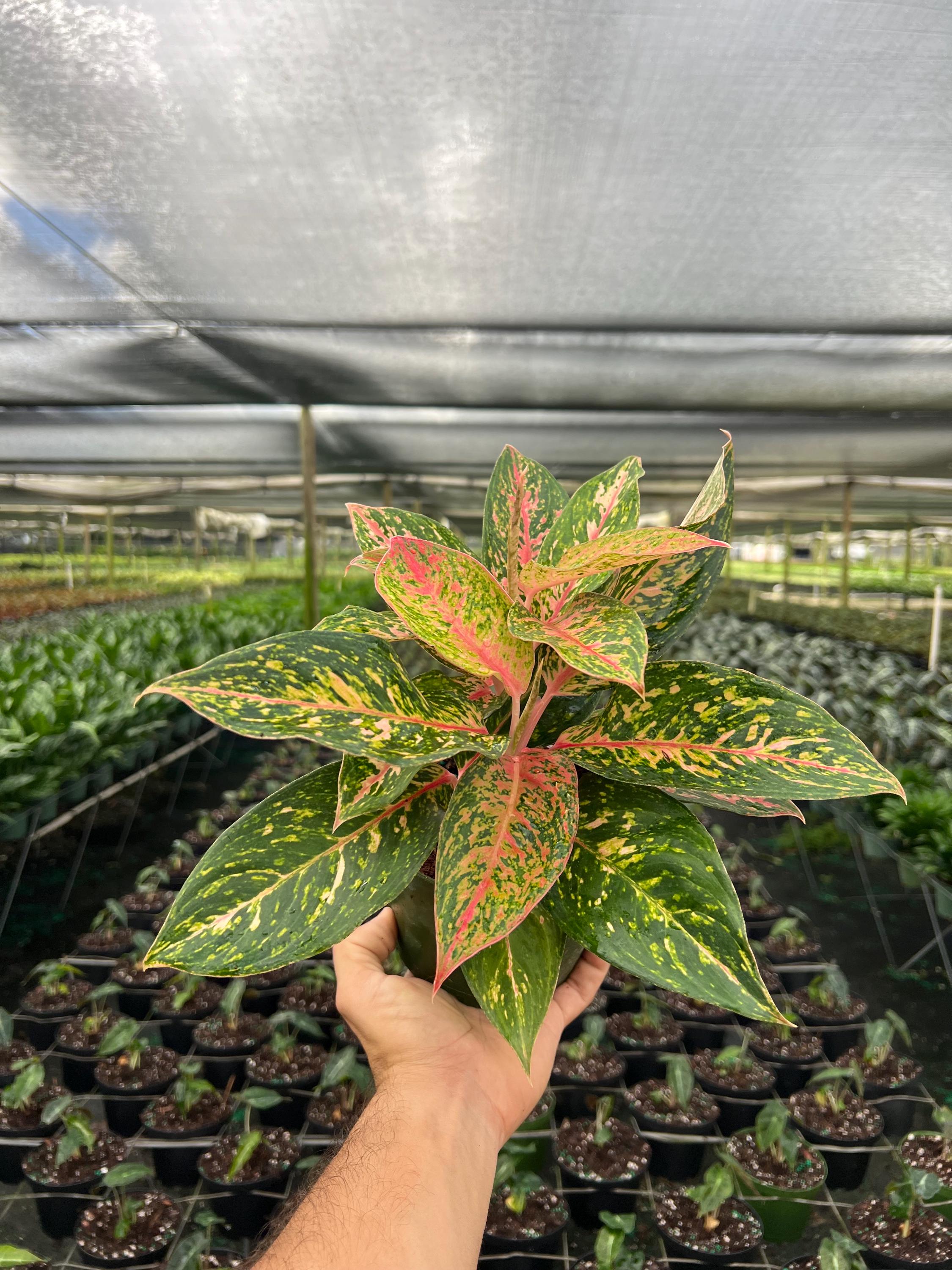 Philodendron Emerald Queen Variegated - Etsy