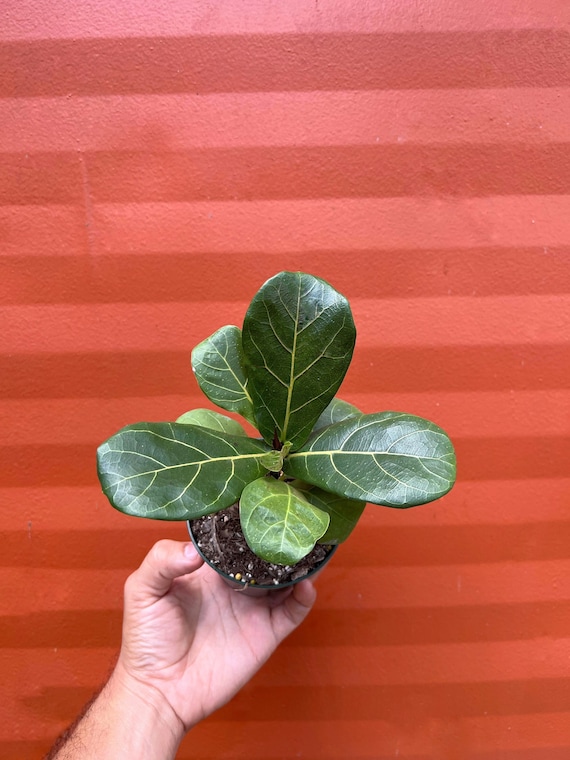 adansonii philodendron Philodendron Swiss Cheese – Horti