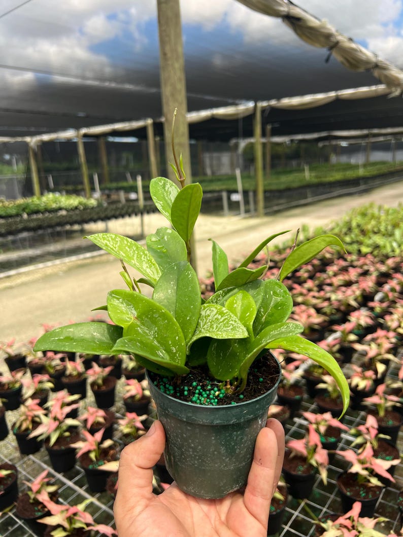 TheOddFrond Hoya Pubicalyx