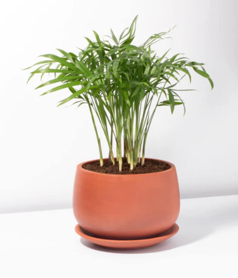 TheOddFrond Parlor Palm - Thumbnail 4