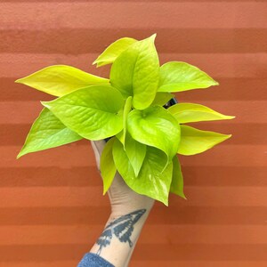 May include: A vibrant neon green pothos plant with heart-shaped leaves. The plant is held against an orange background. The leaves have a bright, almost glowing appearance, showcasing the plant's healthy state.