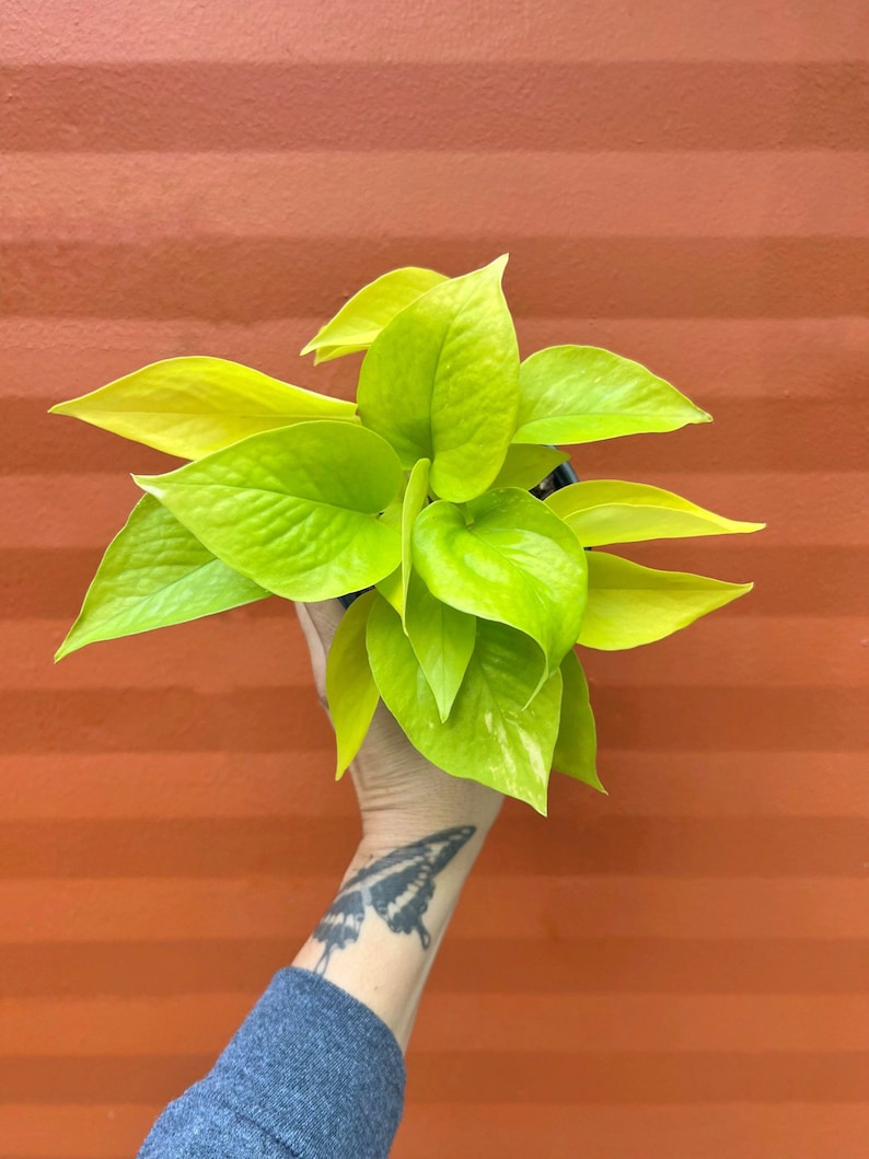 May include: A vibrant neon green pothos plant with heart-shaped leaves. The plant is held against an orange background. The leaves have a bright, almost glowing appearance, showcasing the plant's healthy state.