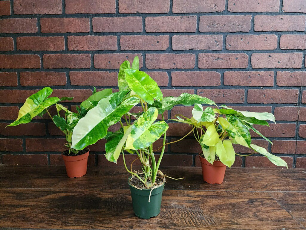 Philodendron 'Burle Marx Variegated' 6" 4 w/ pole