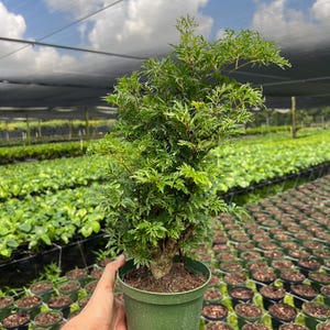 May include: A small green potted plant with lush green foliage. The plant is in a green plastic pot and is being held by a hand. The plant is surrounded by other plants in pots.