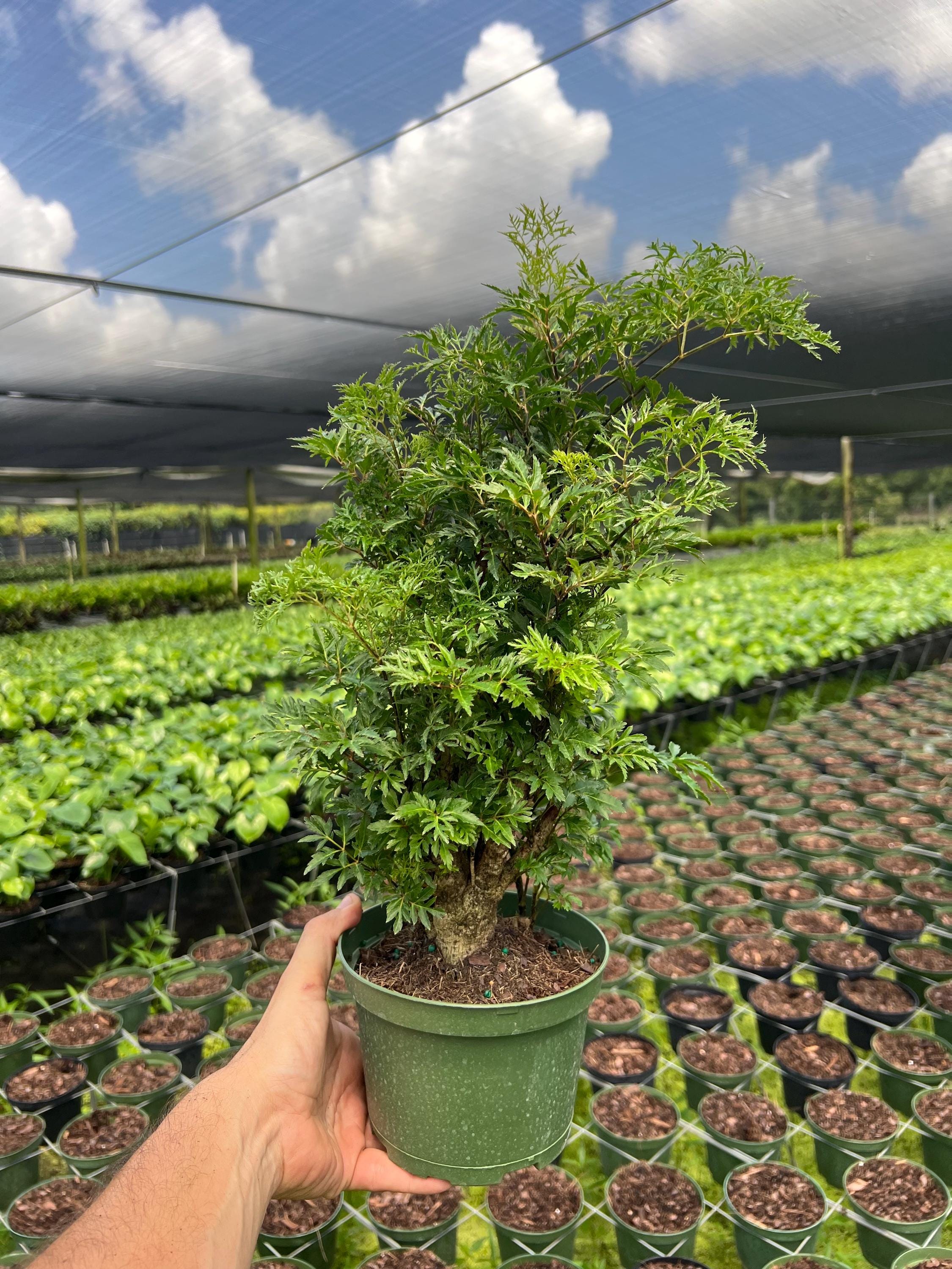 Aralia Ming Stump Bonsai Tree | Live Indoor & Outdoor Tropical Houseplant |  Home and Office Decor | Rooted Easy Care Plant in 6" Inch Pot - Etsy
