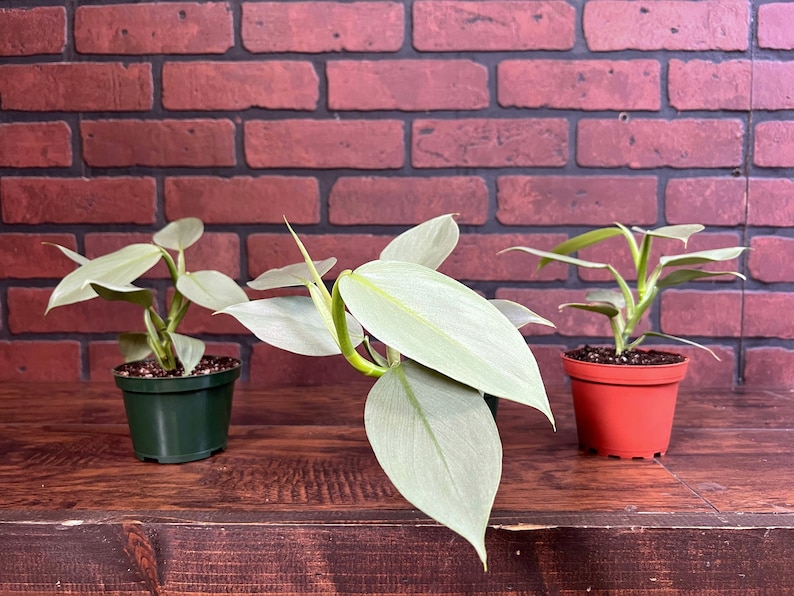 TheOddFrond Silver Sword Philodendron - Thumbnail 5