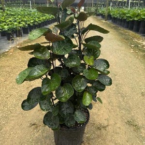 May include: A potted plant with dark green, round leaves and reddish-brown new growth. The plant is in a black plastic pot and is surrounded by other plants in a greenhouse setting. The leaves have a glossy appearance.