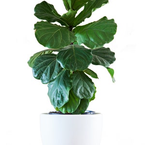 FICUS LYRATA Dwarf Fiddle Leaf Fig with 6 Pot Little Sunshine Bambino LIVE Indoor & Outdoor Tropical Houseplant Easy Care Starter Tree image 7