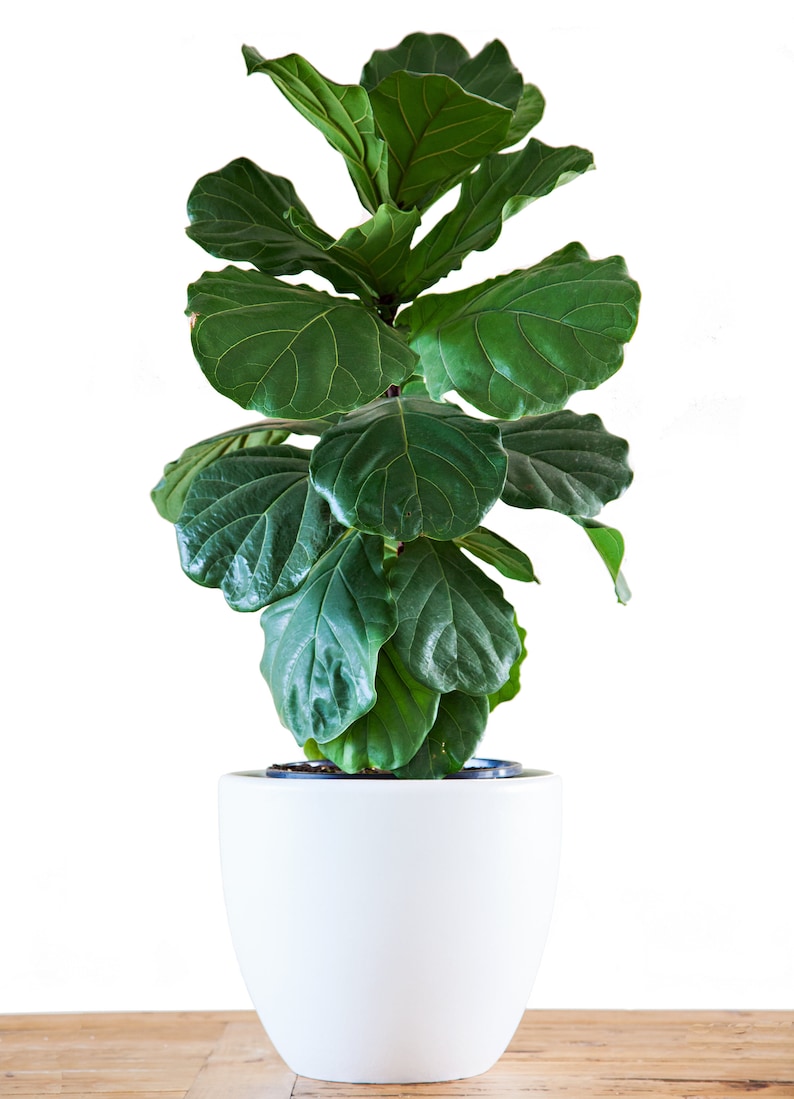 FICUS LYRATA Dwarf Fiddle Leaf Fig with 6 Pot Little Sunshine Bambino LIVE Indoor & Outdoor Tropical Houseplant Easy Care Starter Tree image 7