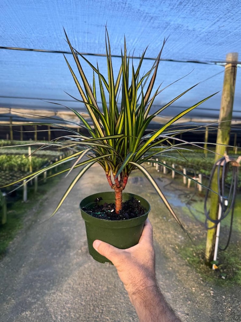 TheOddFrond Dracaena Marginata - Thumbnail 5