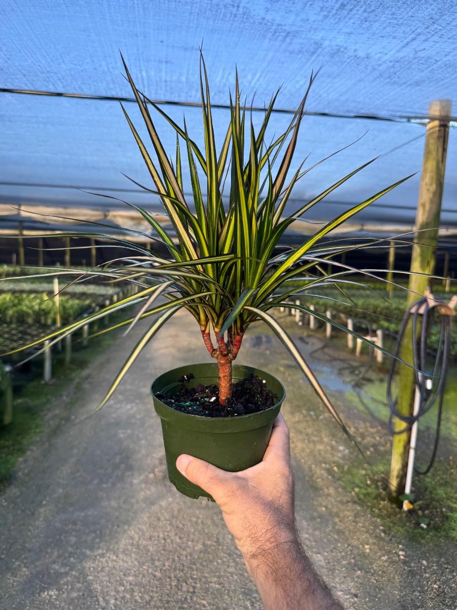 Ray of Sunshine Kiwi Dracena Marginata | Dragon Tree | Live Indoor