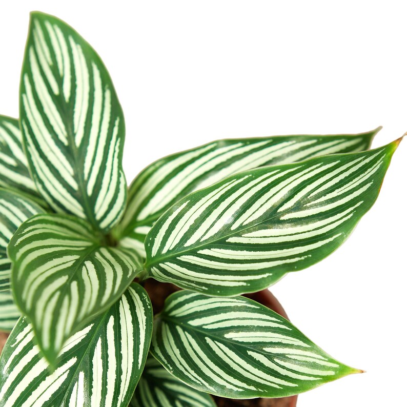 TheOddFrond Calathea Vittata Prayer Plant - Thumbnail 5