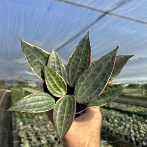 May include: A small houseplant with dark green leaves with a light green border and a pink edge. The leaves are long and narrow and have a slightly wavy texture.