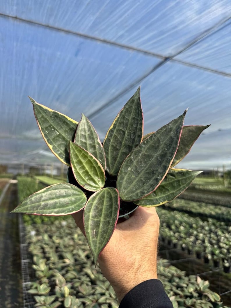 May include: A small houseplant with dark green leaves with a light green border and a pink edge. The leaves are long and narrow and have a slightly wavy texture.