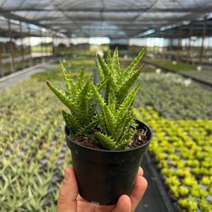 May include: A small potted succulent plant with green, spiky leaves and red tips. The plant is in a black plastic pot, held by a hand. The background shows a greenhouse with rows of plants.
