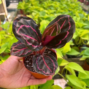 Pu&ograve; includere: Una piccola pianta in vaso con foglie verde scuro con strisce rosa. La pianta &egrave; in un vaso marrone ed &egrave; tenuta da una mano.