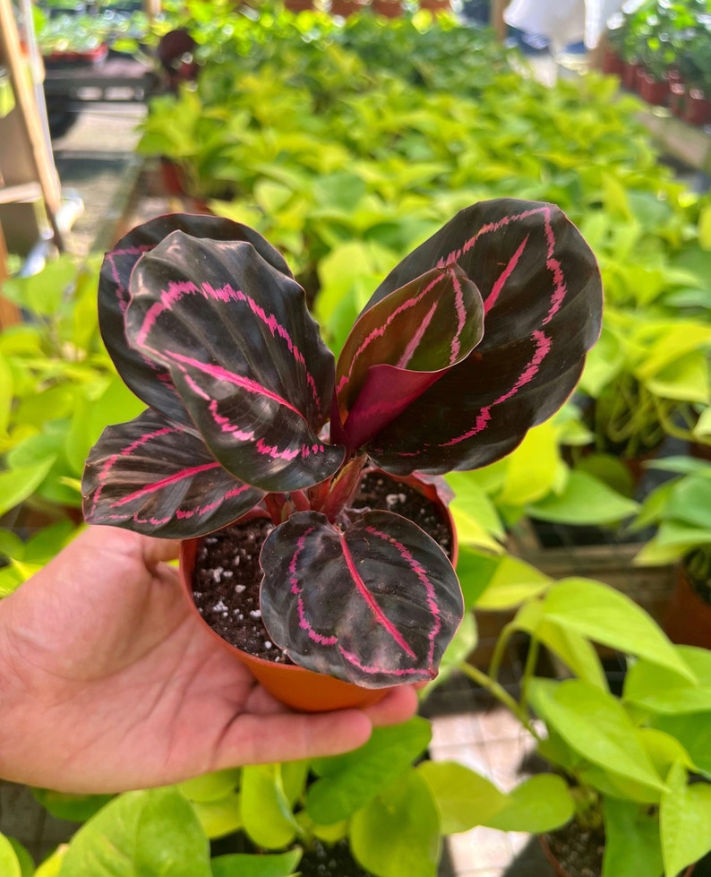 Pu&ograve; includere: Una piccola pianta in vaso con foglie verde scuro con strisce rosa. La pianta &egrave; in un vaso marrone ed &egrave; tenuta da una mano.
