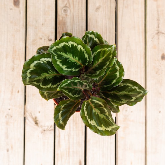 Calathea Medallion - Live Plant in a 6 Inch Pot - Calathea Roseopicta - Beautiful Easy to Grow Air Purifying Indoor Plant 1 Plant