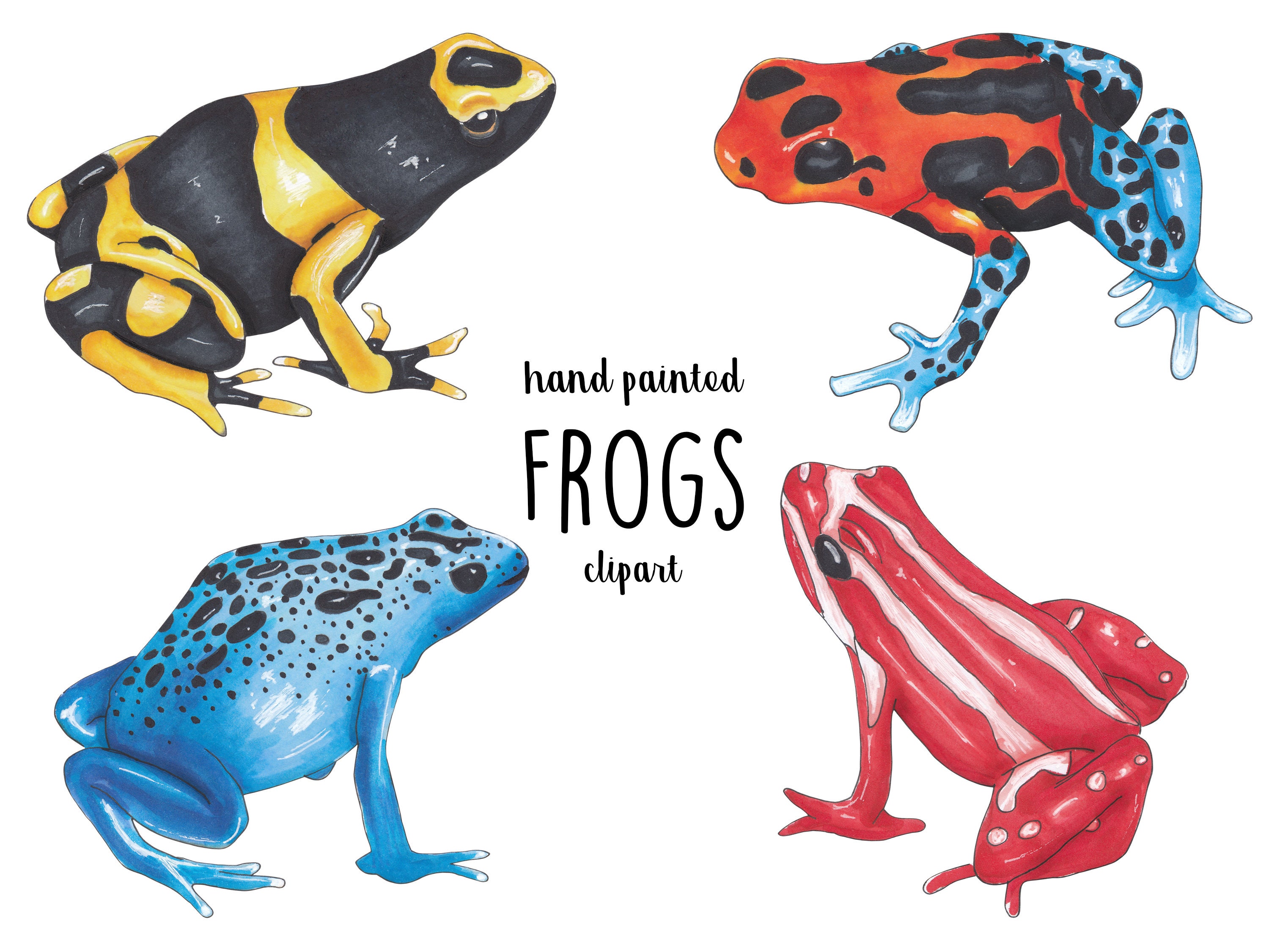Poison Dart Frogs Wildlife Clipart Animal Clip Art Toad - Etsy Poison Dart Frogs Wildlife Clipart Animal Clip Art Toad - Etsy