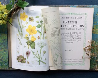 Victorian wildflower print ~ Anemone antique original illustration by F c 1890 from dis-bound book Familiar Wild Flowers Edward Hulme