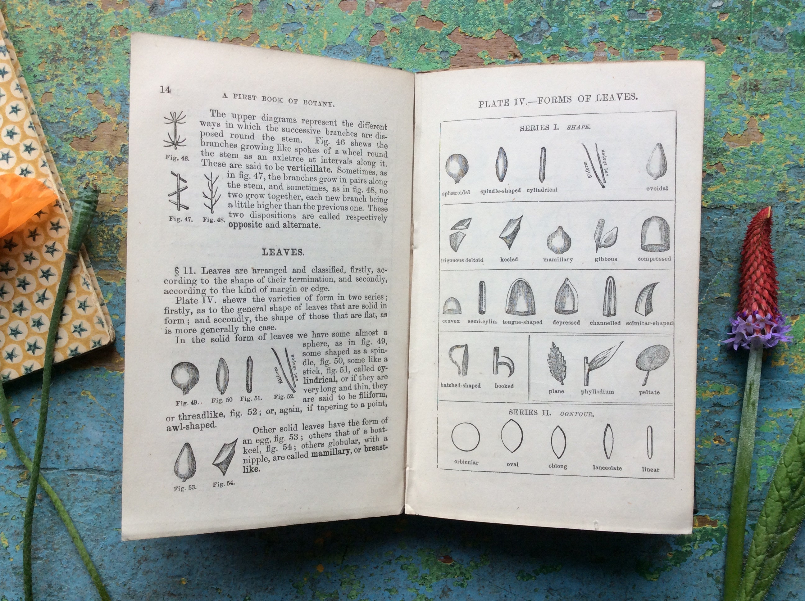 1867 Victorian Botany Book Rossiter's Book of Botany Etsy